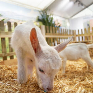 Gewerbeausstellung Beromünster, kleine Geissen
