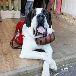 Bernardinerhund an der Gewerbeausstellung Stärne füfi in Beromünster
