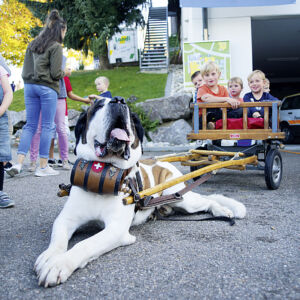 Bernardinerhund an der Gewerbeausstellung Stärne füfi in Beromünster